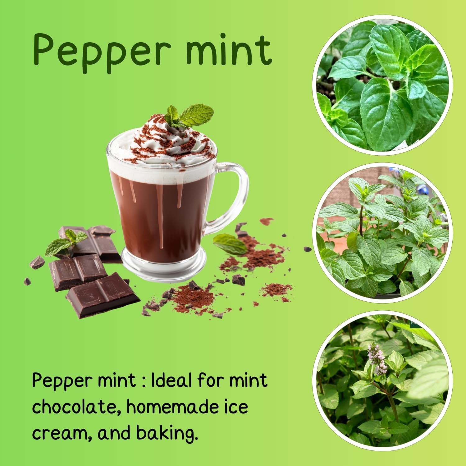 TANKDA Sets 2 Live Mint Plants Herb in 3.5" Pot, Fresh Peppermint for Indoor Outdoor Growing, Spring Planting, 5-9" in Tall