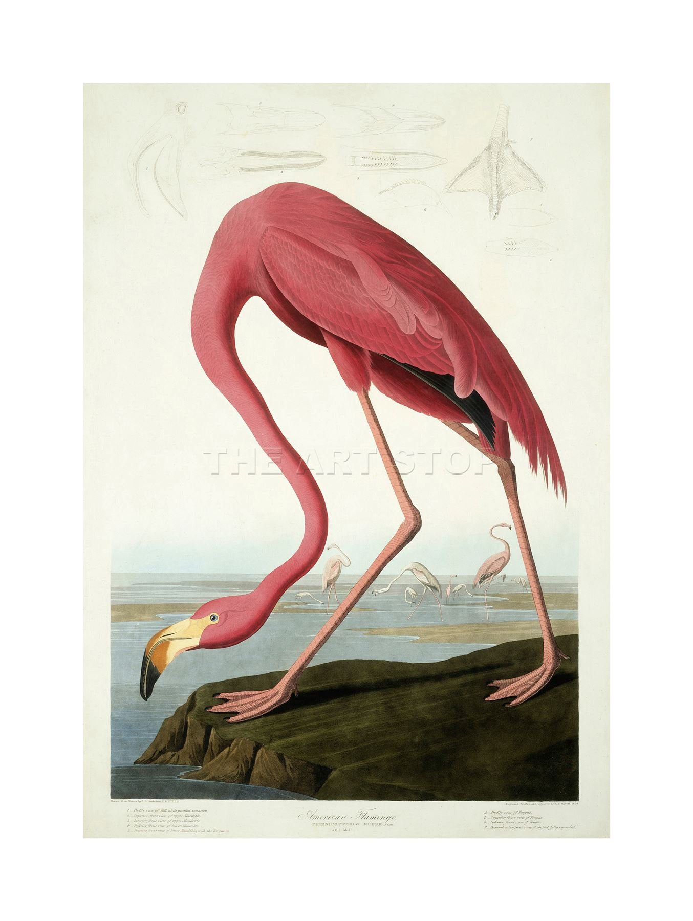 Wee Blue Coo Painting Nature Audubon American Flamingo Picture Wall Art Print