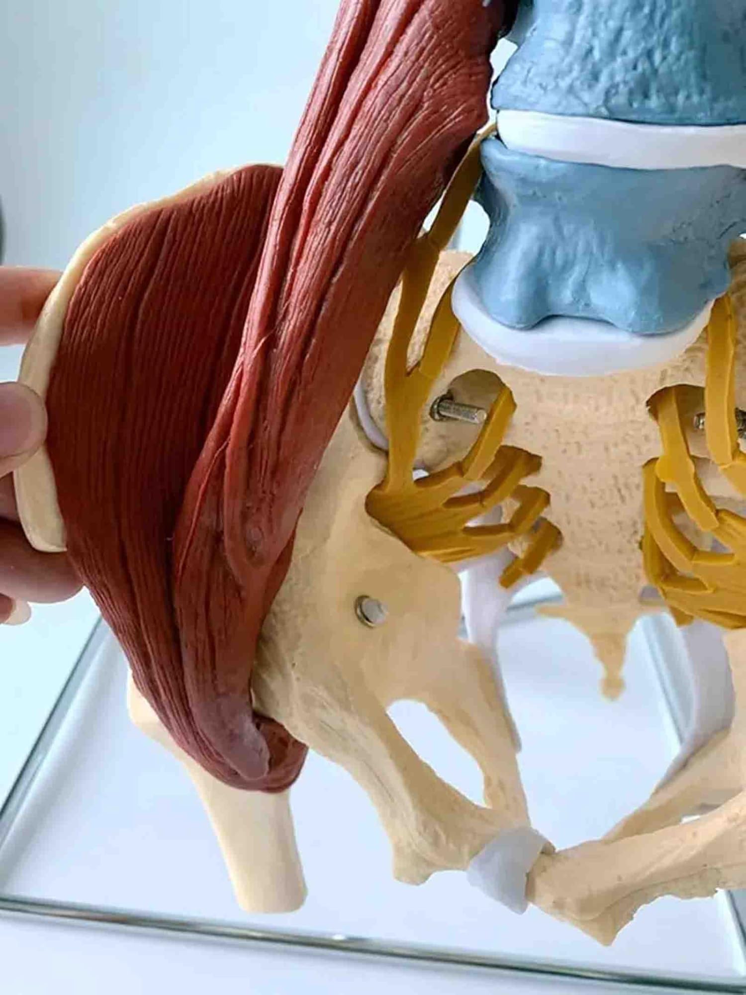 Modelo anatómico de la columna vertebral de 85 cm, con codificación | With Herniated Disk Nerves Arteries Pelvis and Muscle for Medical Teaching