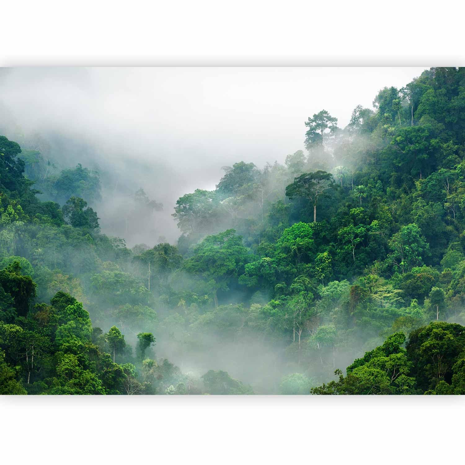 murando Photo Wallpaper Jungle 150x105 cm, Non-Woven Premium Art Print — image 1