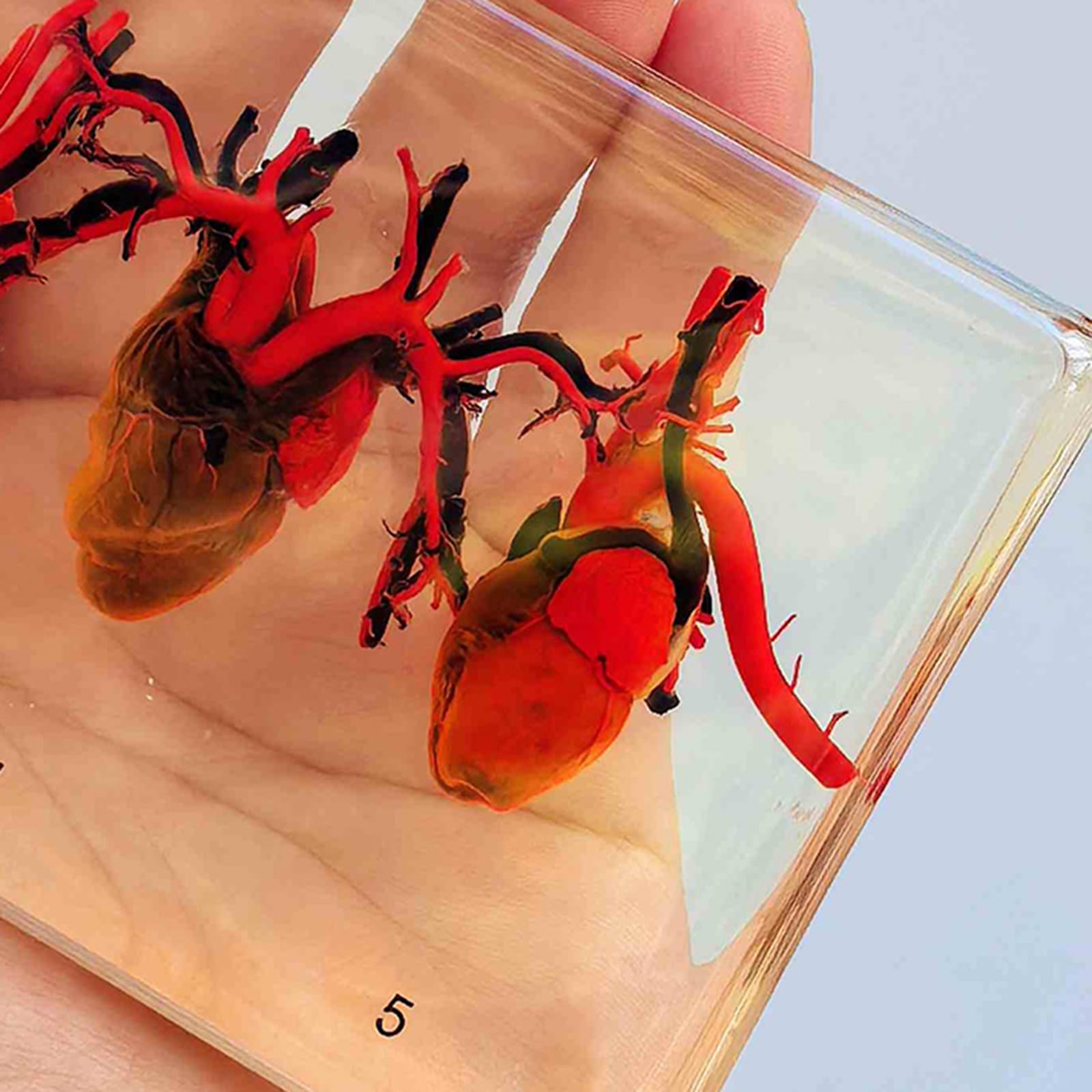 Cinque Classi di Campioni di Cuore - Campione di Confronto di Cuore Conservato - Collezione di Fermacarte per Esposizione di Tassidermia, Trasparente, 16 Cm