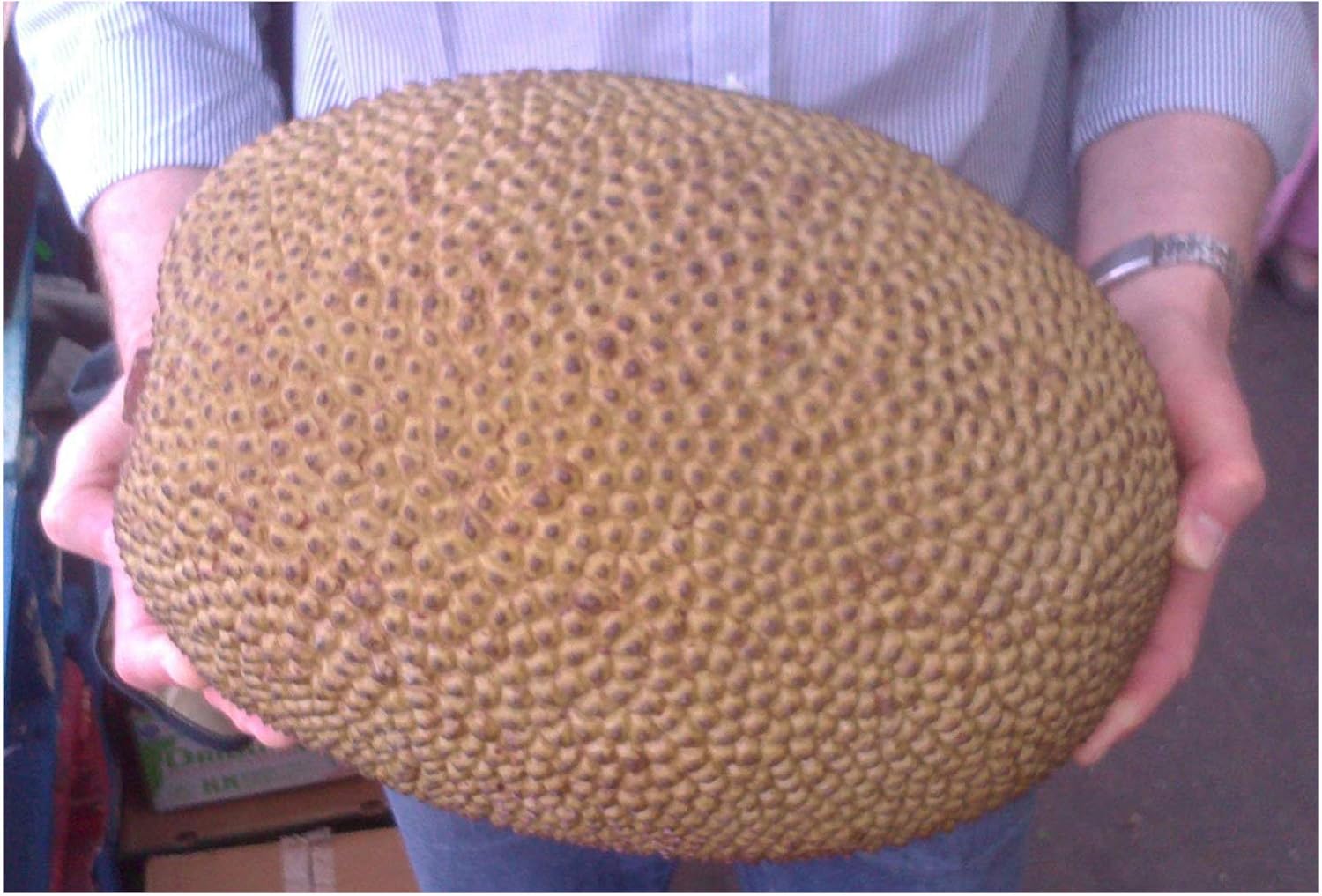 Jackfruit Tree Artocarpus heterophyllus Starter Plant Exotic Edible