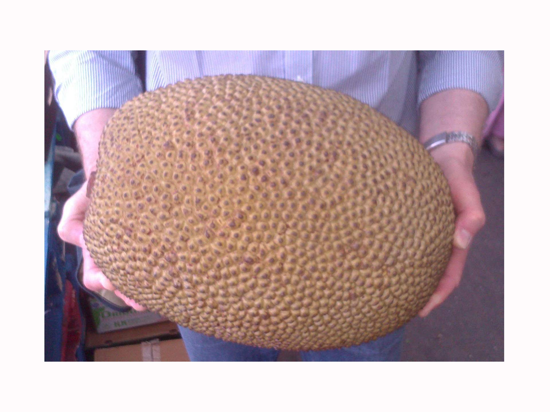 fresh jackfruit buy fresh jackfruit in gauteng south africa from san pro company ltd on where to buy jackfruit in south africa