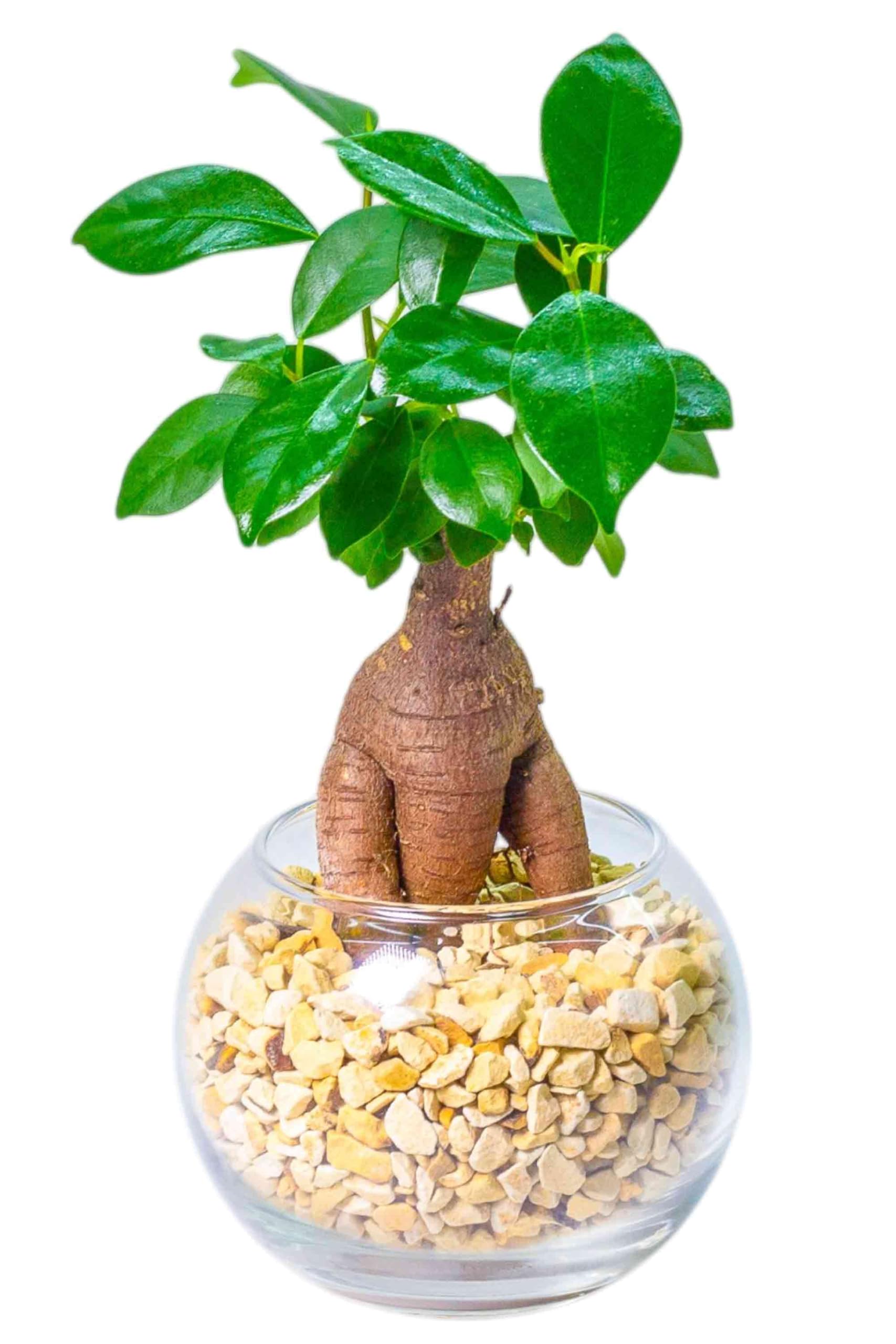 Amazon｜[ miipas ] ガジュマル 3号鉢 ゼオライト植え【 初心者でも