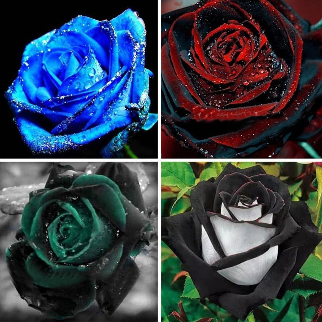 50pcs Black/Red/Blue/Green Rose Seeds for Planting Rare Flowers Garden Plants (Dark Green)