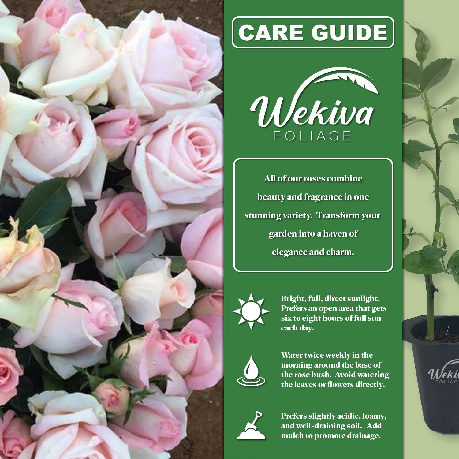 Amazon.com : Brides Dream Rose Bush - Live Starter Plant in a 2