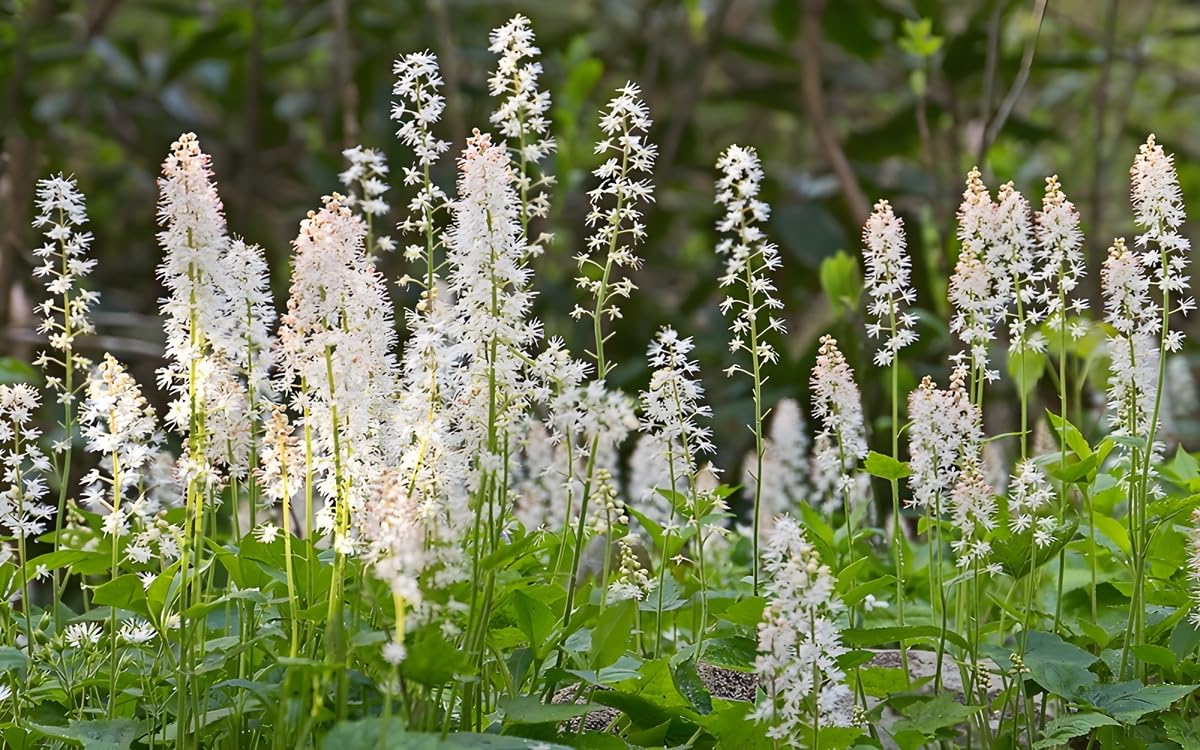 Stauden Gänge 50 x Tiarella cordifolia Schaumblüte winterhart