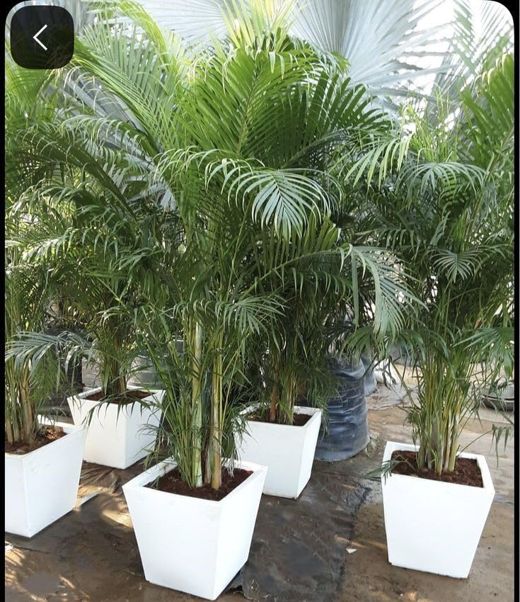 Areca Palm Plant Live, Natural Air Purifier, Indoor & Outdoor Organic Plant, Stylish Home & Office Décor Fresh And Healthy Live Plant/Pack of 1_A78-image-6