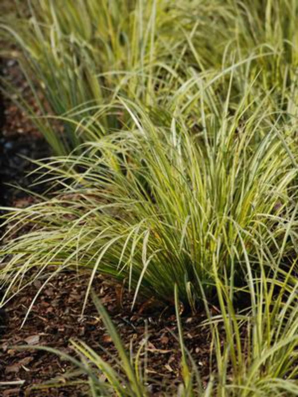 Perennial Farm Marketplace Acorus g. 'Variegatus' (Variegated Japanese Sweet Flag) Ornamental Grass, Size-#1 Container, Green/White Foliage