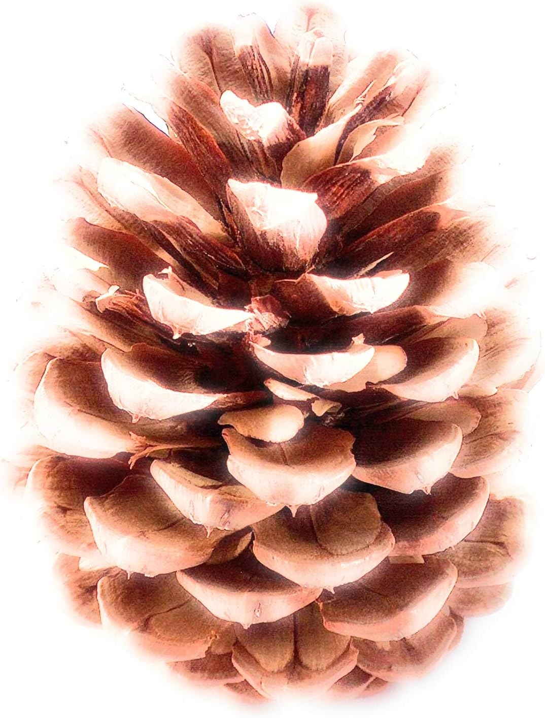 drieddecorJeffries Large Pine Cones (PineCones)