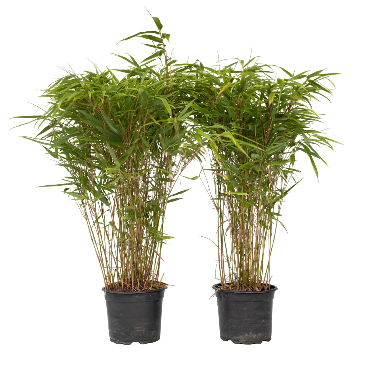 Plant in a Box - Fargesia nitida 'Gansu' - 2er-Set - dunkelvioletter Bambus  - Topf 17cm - Hhe 50-70cm - nicht invasiv - Winterhart Immergrn : ...
