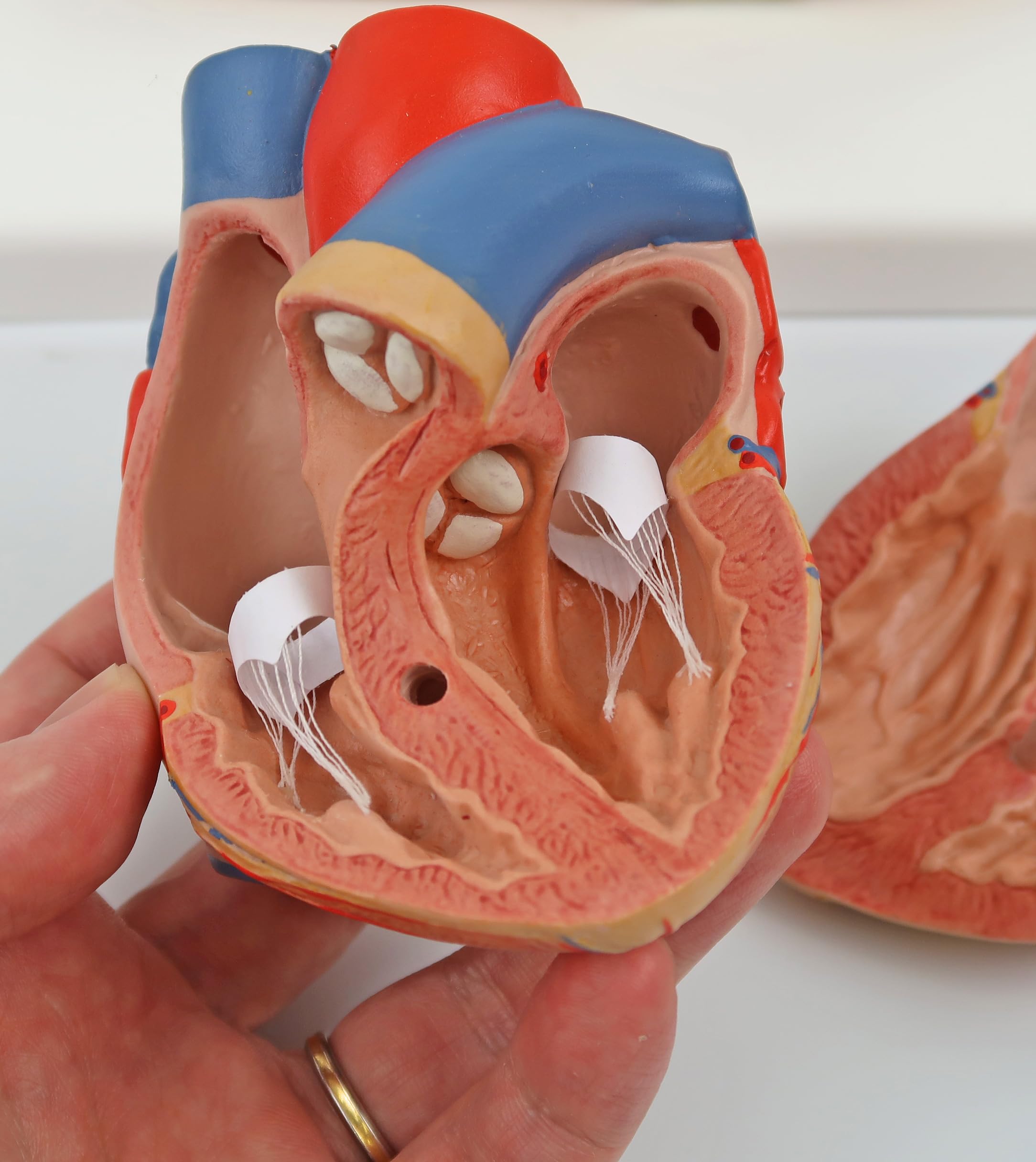 Amazon.co.jp: 130x Large Pulse Model and Lungs Value Set