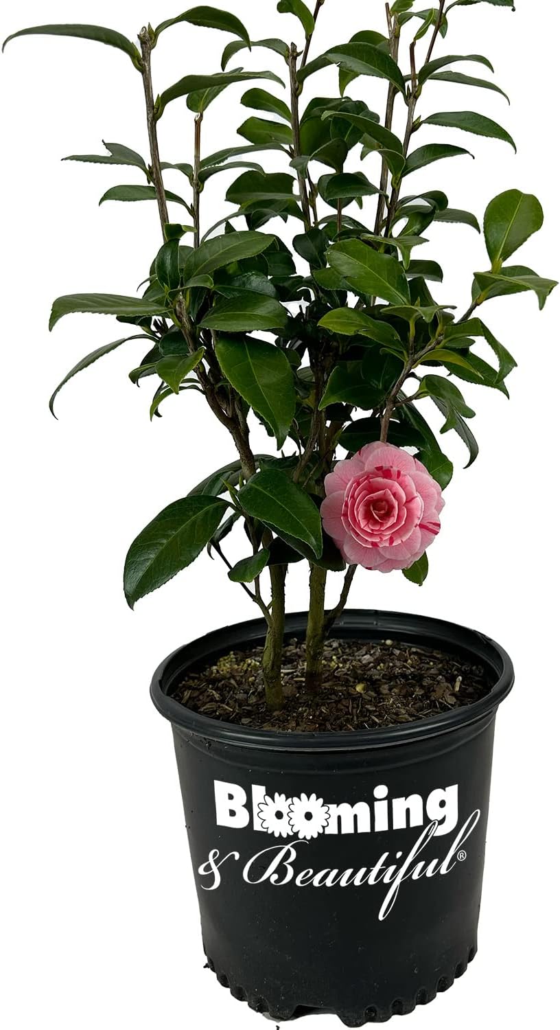 Blooming & Beautiful - Lemon Glow Camellia - 3 Gal - Evergreen Shrub - Soft Yellow Creamy Butter Blooms - Winter Spring - Cold Hardy - Zones 6-9 – Camellia Japonica ‘Lemon Glow’ - 3 Gallon Pot