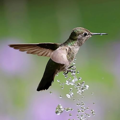 Miniatura 7 de Solatec - Fuente solar, bomba de fuente de baño para pájaros de 1.3 W, kit de panel solar, bomba sumergible de riego al aire libre para estanque,