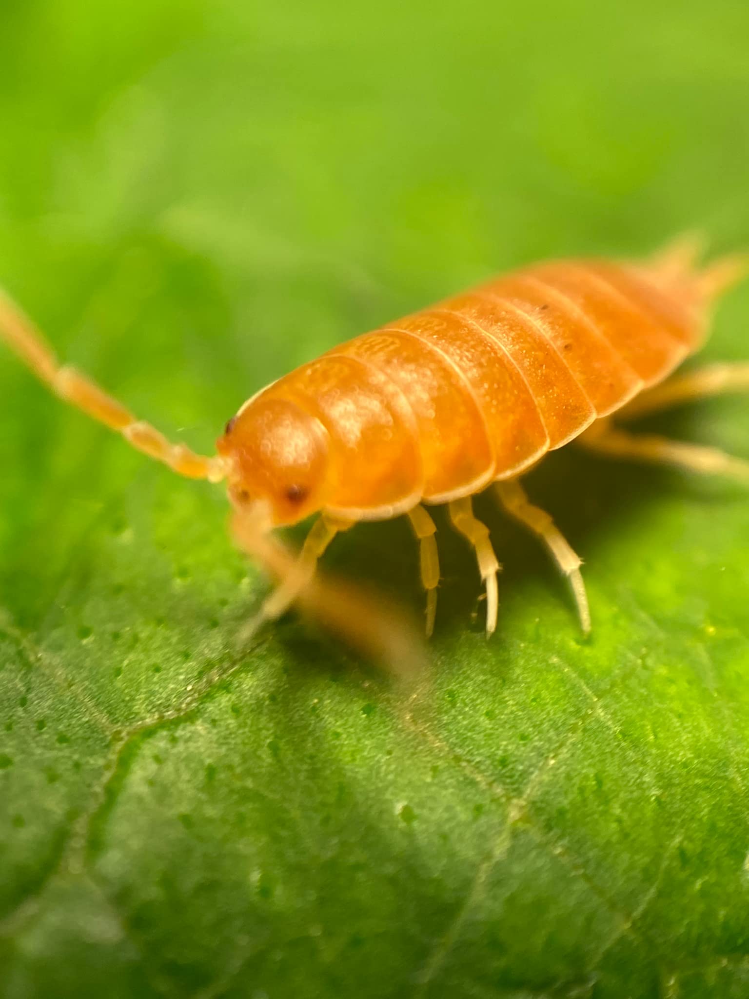 50 Live Powder Orange Smoothie Roly Poly Isopods by Pocket Pets. Please do not Order if Your 5 Day Forecast temperatures are Under 20 Degrees or Over 95 Degrees. We Care About Our rolies.