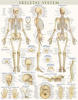 Skeletal System Poster (22 x 28 inches) - Laminated: a QuickStudy Anatomy Reference