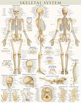 Skeletal System Poster 22 x 28 inches - Laminated a QuickStudy Anatomy Reference
