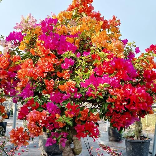 2 Assorted Bougainvillea Plants Live, Flowering Bougainvillea Vine for Outdoor