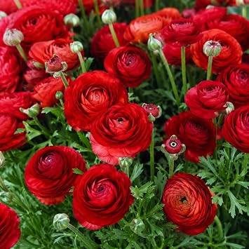 25 Red Ranunculus Bulbs for Planting, Peony Perennial Flower