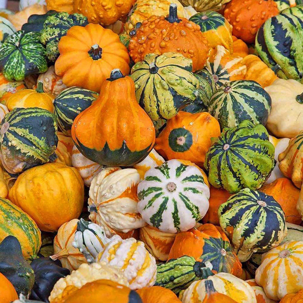 VibeX Cucurbita Moschata Squash Pumpkin Seeds-50 Seeds