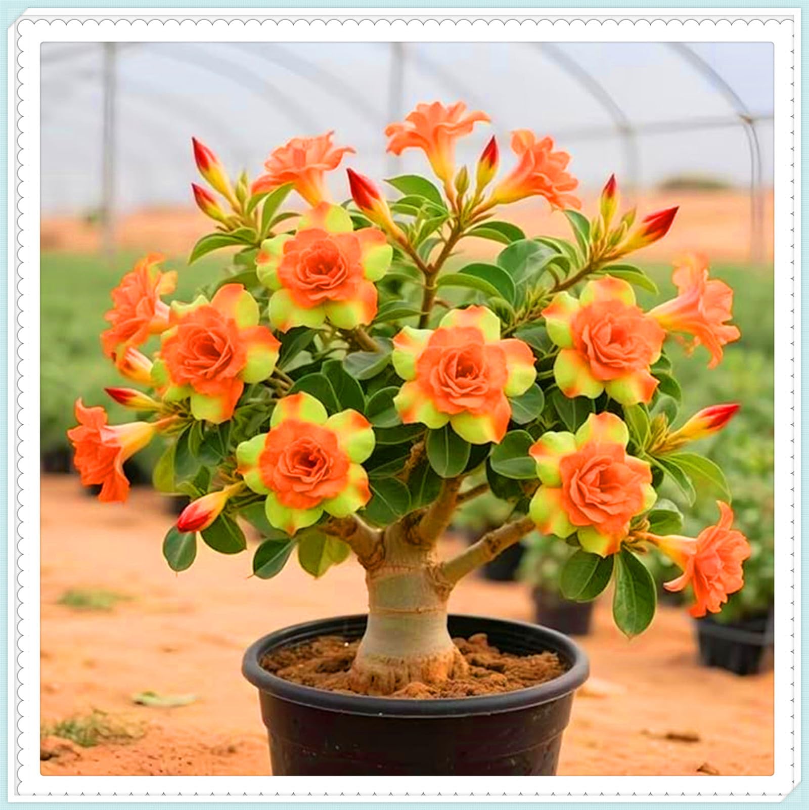 Drought-Tolerant Desert Rose Tubers & Perennial Plants/Cold Hardy Varieties Flowering All Year, Great for Planting and Beautiful Garden Displays-1bulbs-A
