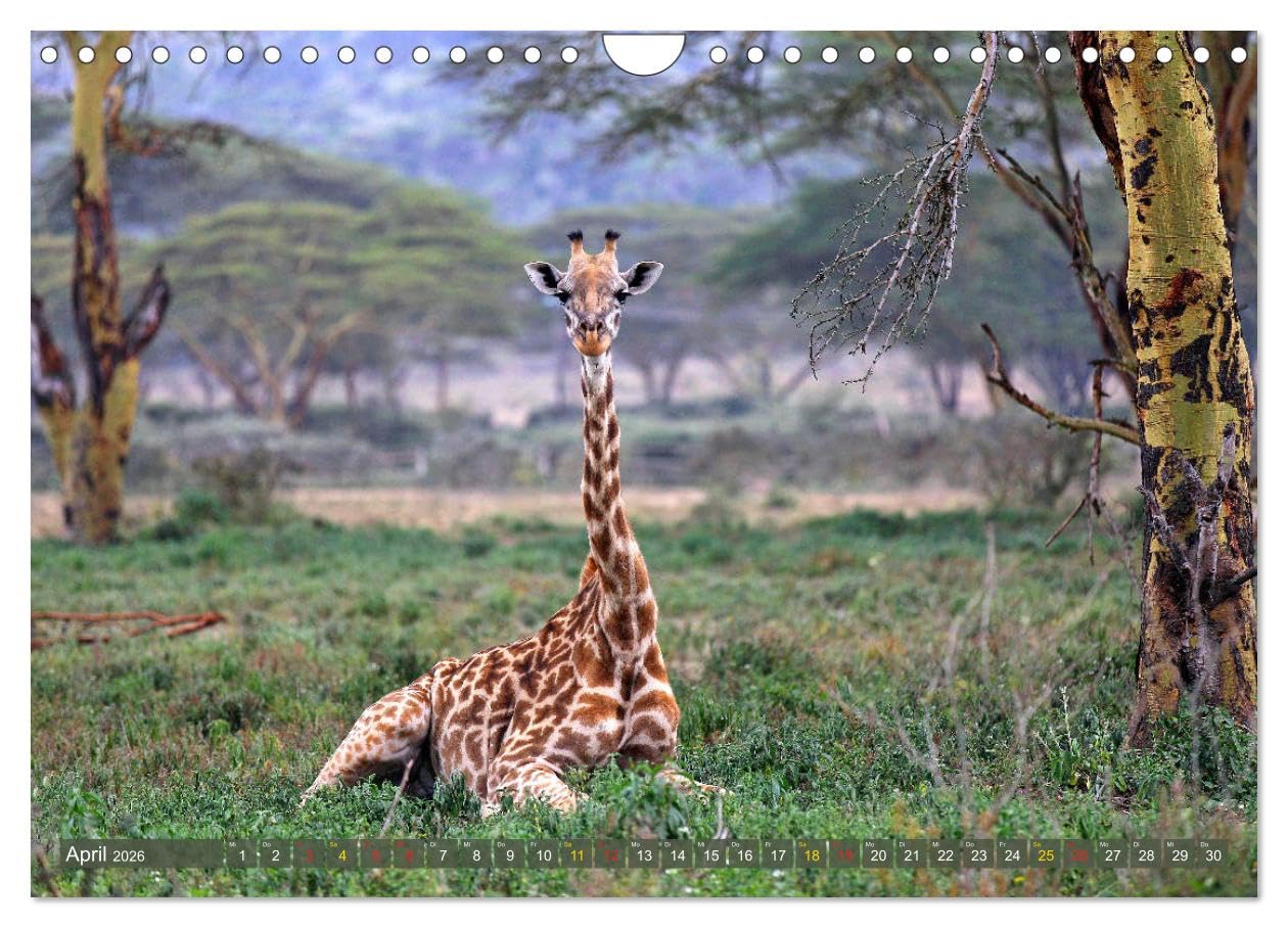 Giraffen - Sanftheit und Anmut (Wandkalender 2026 DIN A4 quer), CALVENDO Monatskalender: Giraffen-Begegnungen in Afrikas Savannen (CALVENDO Tiere)