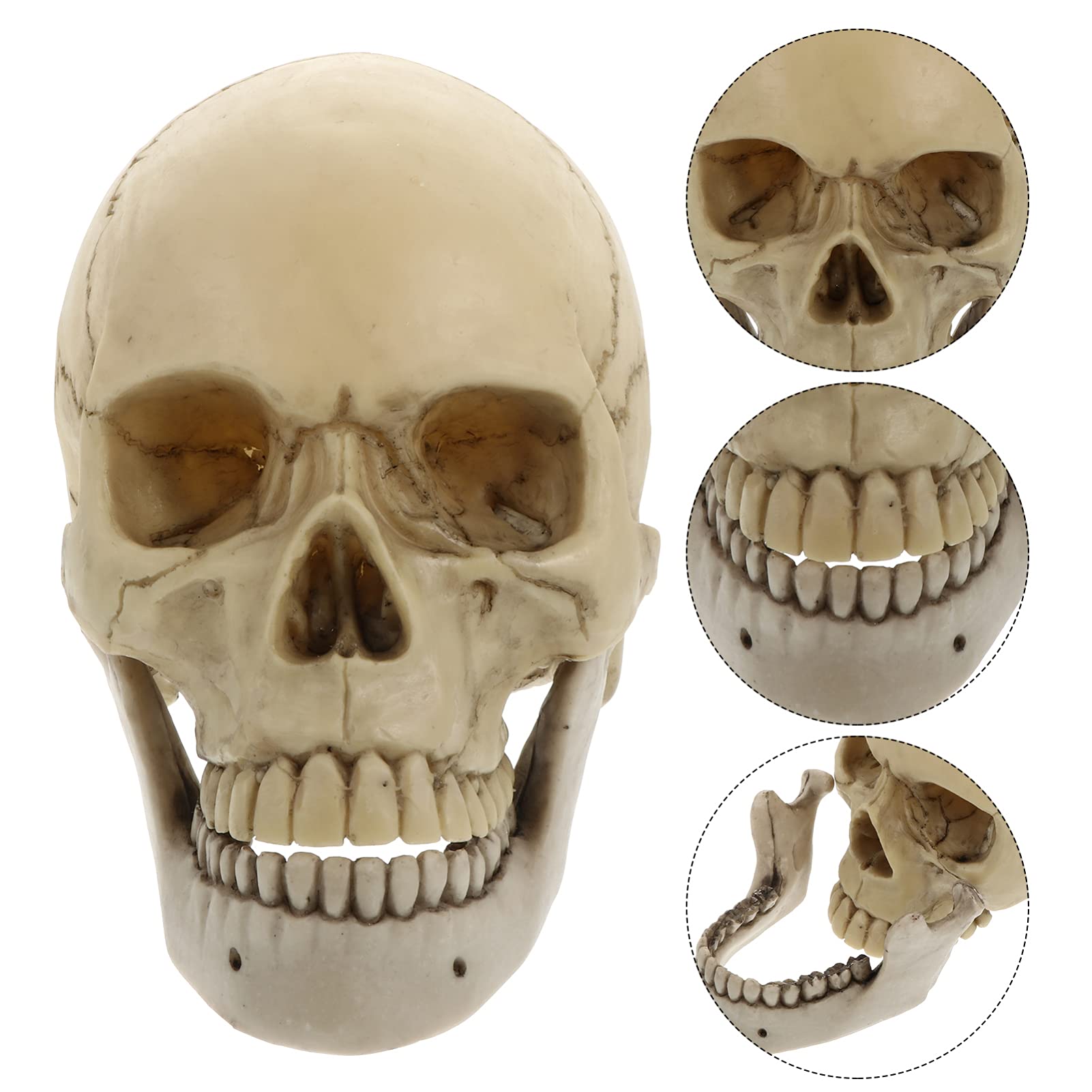NUOBESTY Suministros De Halloween Figurilla Cráneo de Tama?o Natural 1 Cráneo Humano Modelo Cráneo de Resina 1: 1 Cráneo Humano Adulto Modelo Decoración de Halloween Maniquí