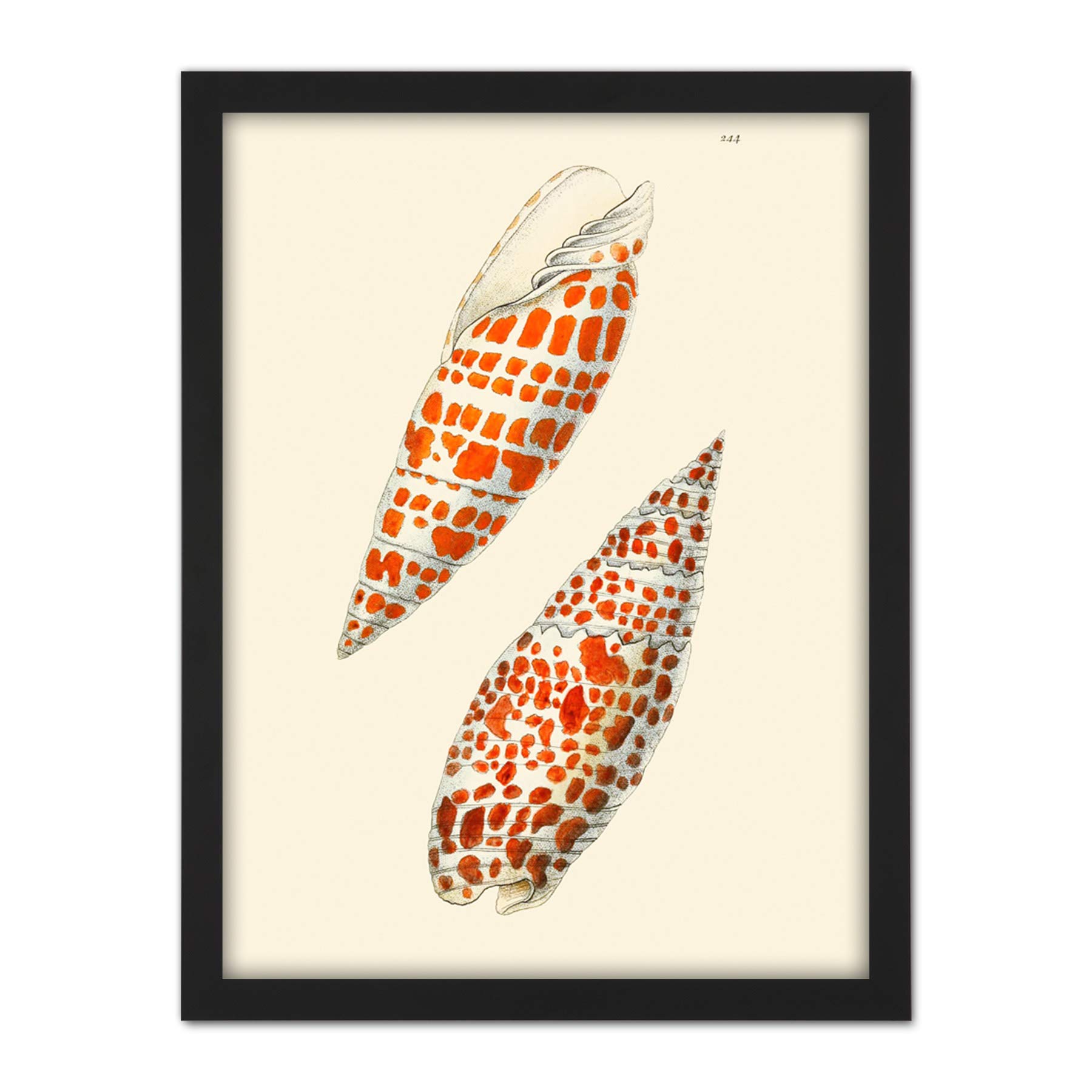 Wee Blue Coo Seashell Orange Spotted Conical Artwork Framed Wall Art Print 18X24 Inch