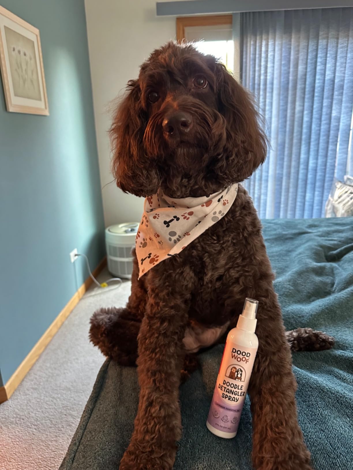 Doodle Detangler Spray