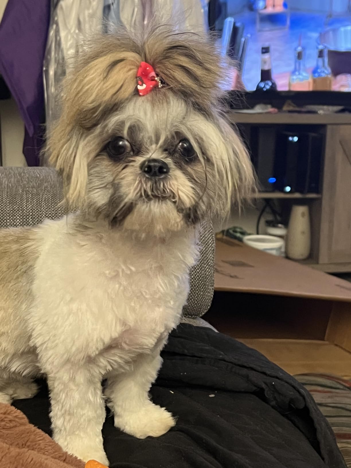 Blue Buffalo Life Protection Formula Adult Dry Dog Food, Chicken & Brown Rice Recipe, Made with Natural Ingredients, Helps Build and Maintain Strong Muscles, 15-lb. Bag photo review