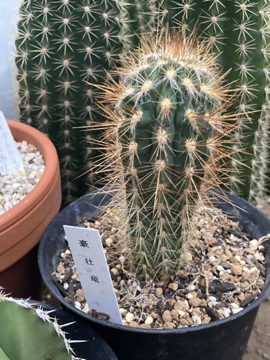 Amazon.co.jp: HUMORピロソケレウス属 「豪荘竜」1株、抜き苗柱