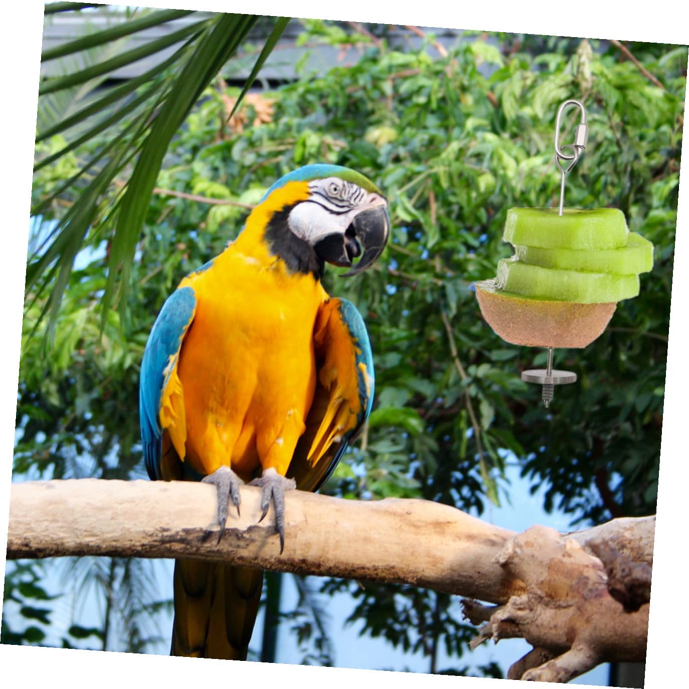 BESPORTBLE 6pezzi Forchette Acciaio Inossidabile Per Frutta e Verdura Per Uccelli Accessori Per Pappagalli e Piccoli Animali Facile Installazione e Utilizzo