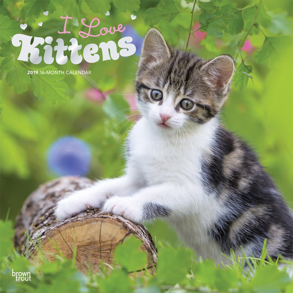 I Love Kittens 2019 12 x 12 Inch Monthly Square Wall Calendar with Foil Stamped Cover, Animals Cats Kittens Feline (Multilingual Edition)