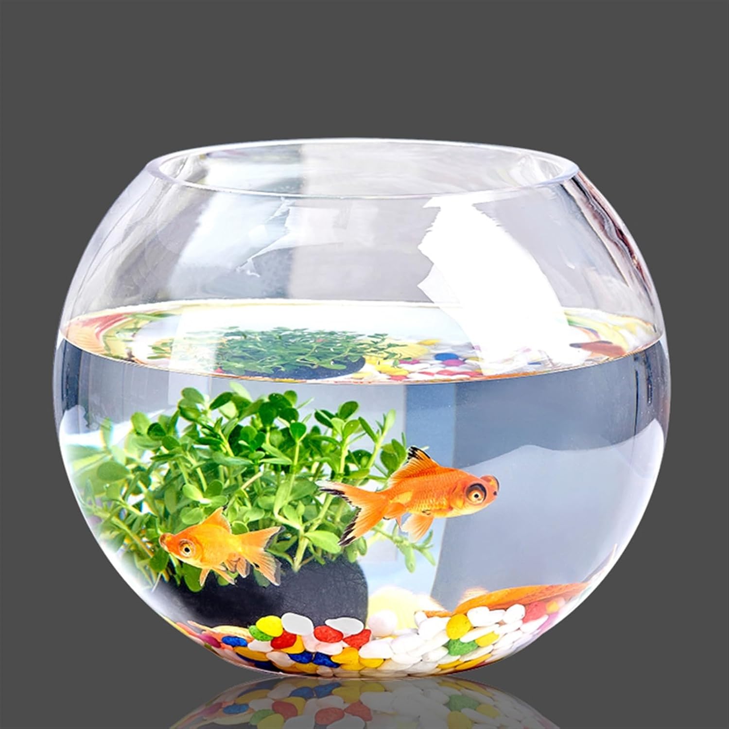 フィッシュボール(天然木ガラス水槽) M size 新入荷】フィッシュボール