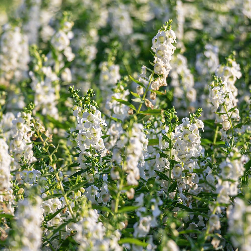 Amazon.co.jp: ITANSE コモンセージ ホワイトフラワー 9cm 1個