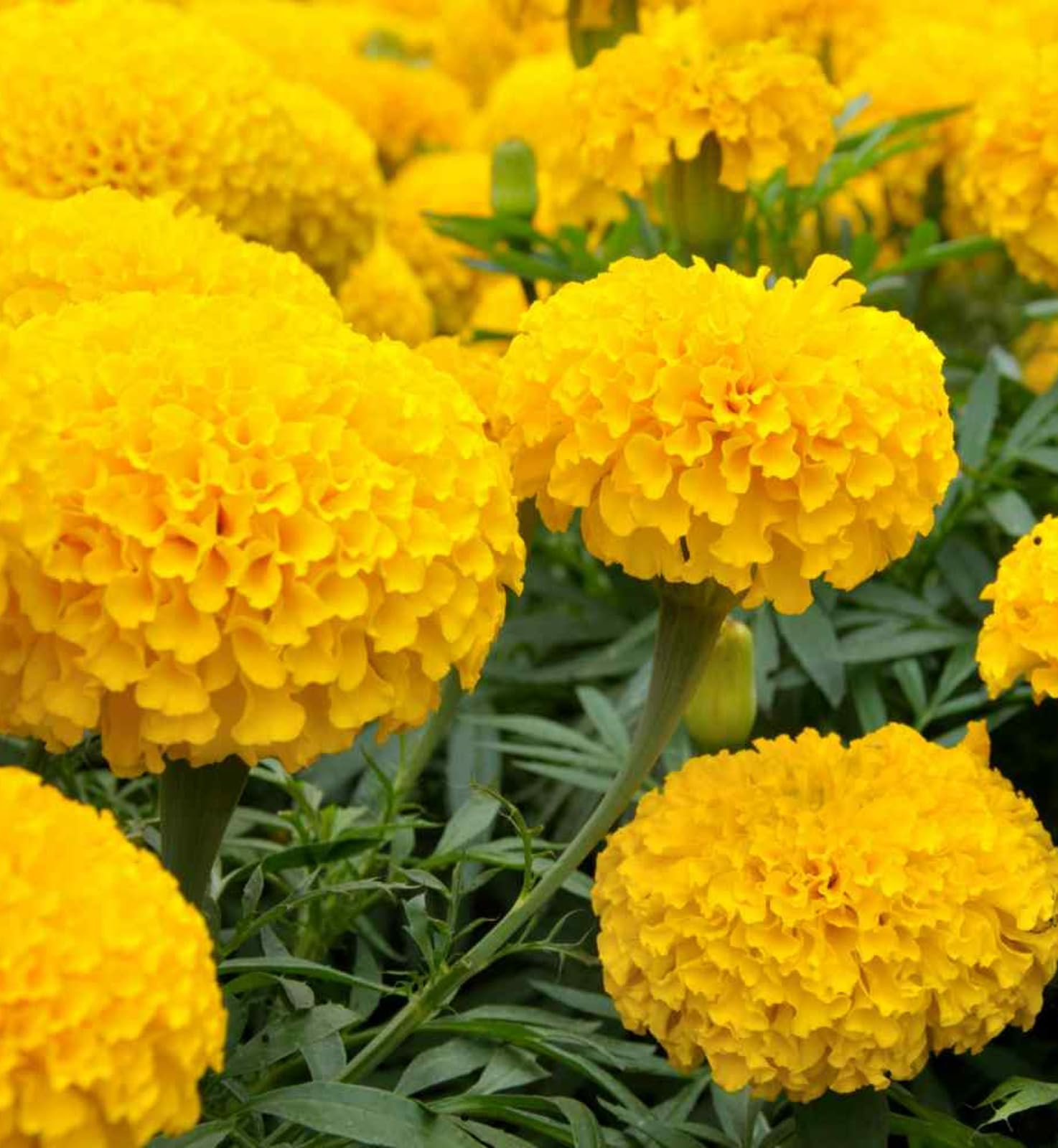 Carbeth Plants Marigold Bedding Plants - 2 x 6 Pack African Yellow Bedding Plant Outdoor Garden Ready