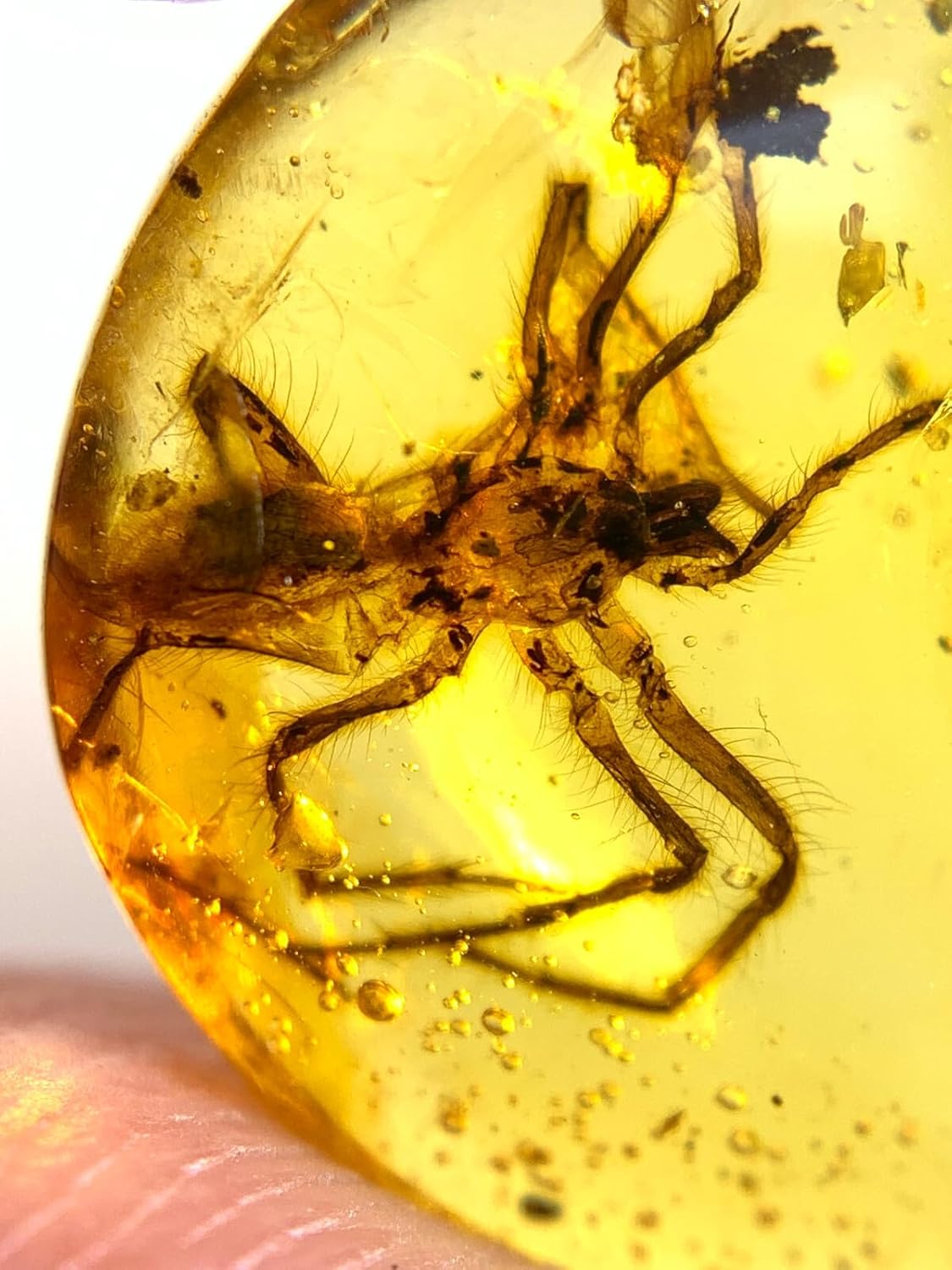 Burmese burmite Cretaceous Beautiful Big Spider Insect Fossil Amber Myanmar