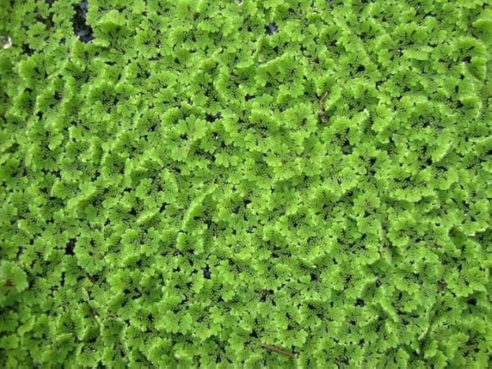 High Protein Live Floating Fern for Dairy and Cattle Farm Livestock Nutrition Solutions (1400 Live Healthy Plant Seeds)-image-38