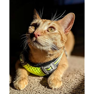 packers cat collar
