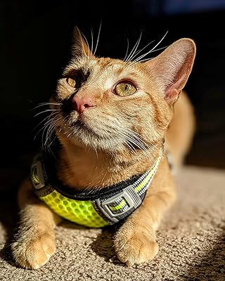 most comfortable cat harness