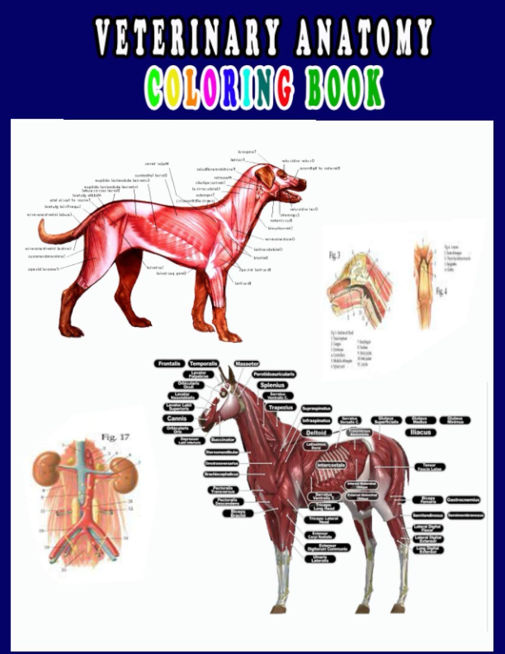 Buy Veterinary Anatomy Coloring Book Animal Anatomy and Veterinary Physiology Coloring Book