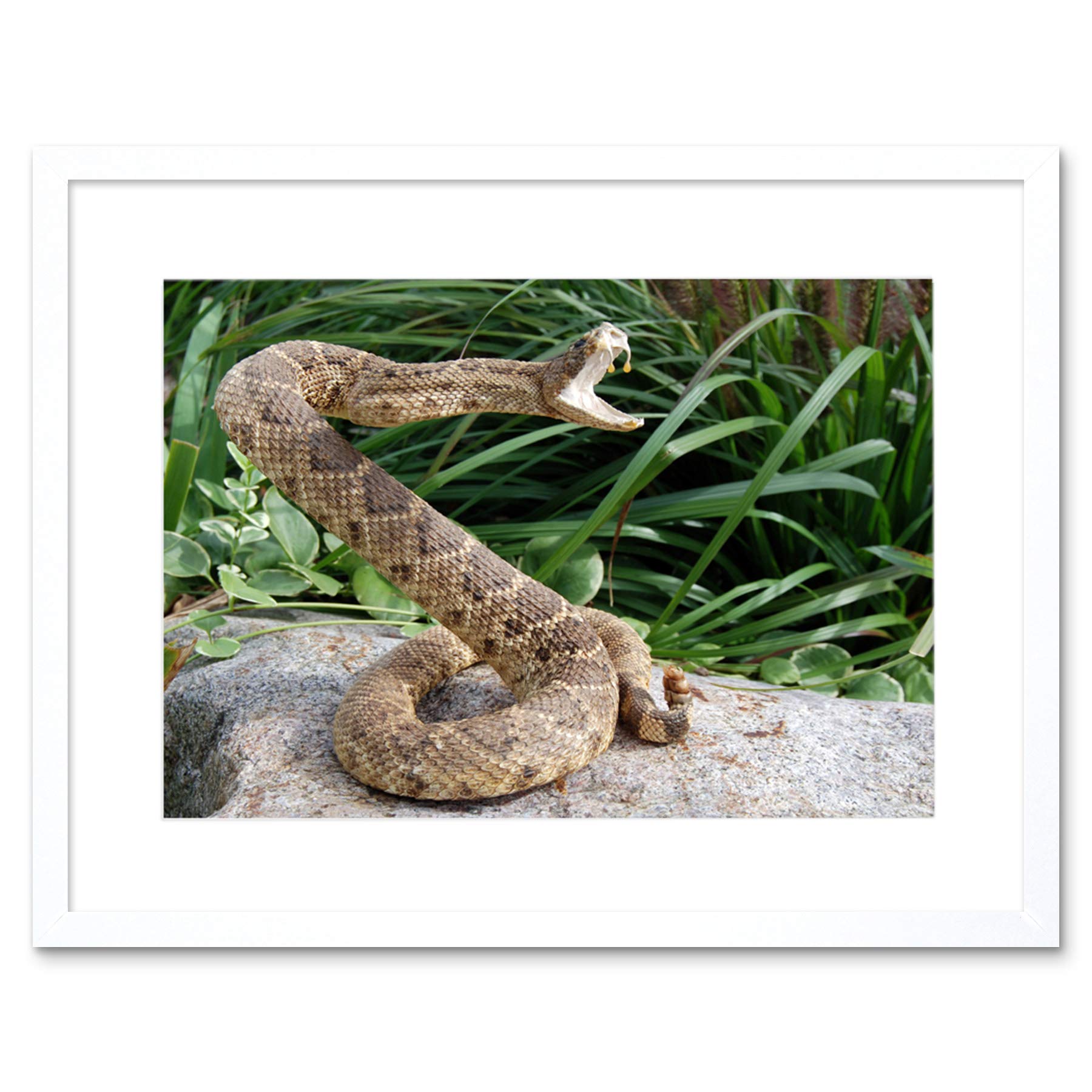 Wee Blue Coo Rattle Snake Reptile Venom Attack Art Picture Framed Wall Art Print