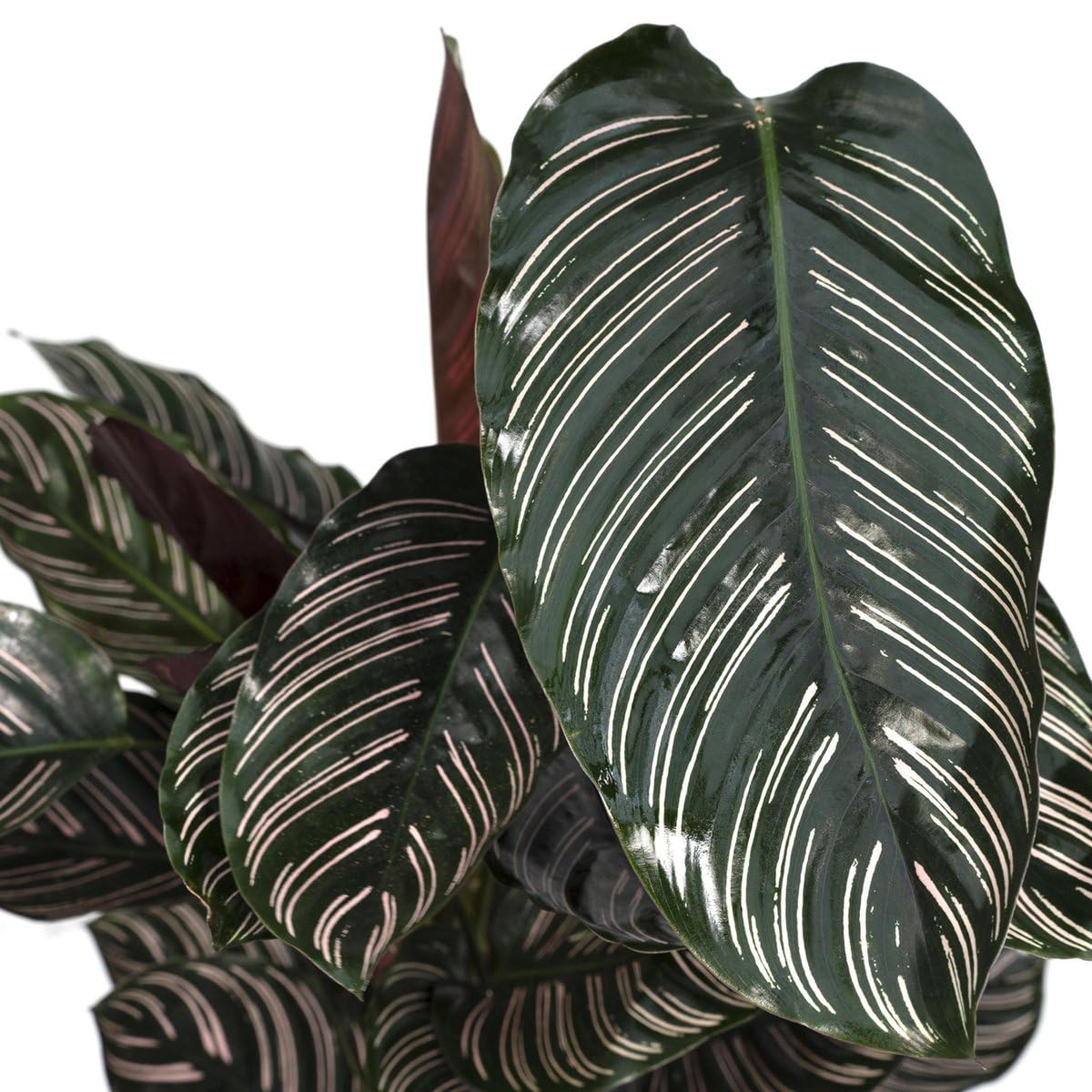 Calathea Ornata Zimmerpflanze Enthält Bewegliche Blätter, Pflegeleicht, Zimmerpflanzen, Wohnzimmer Pflanzen, Geeignet für Wohnzimmer Büro Balkon, Grün, Ø19cm 75cm