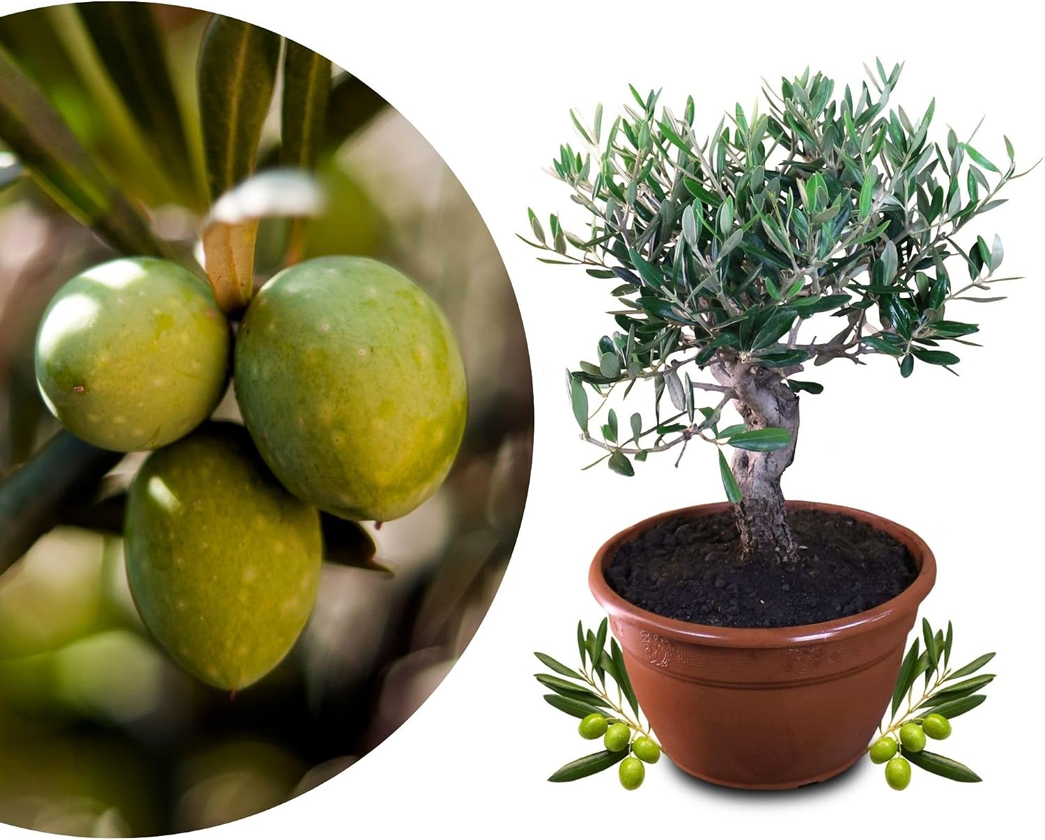 Meine Orangerie Olivenbaum Bonsai - echtes Martinique | Ubuy