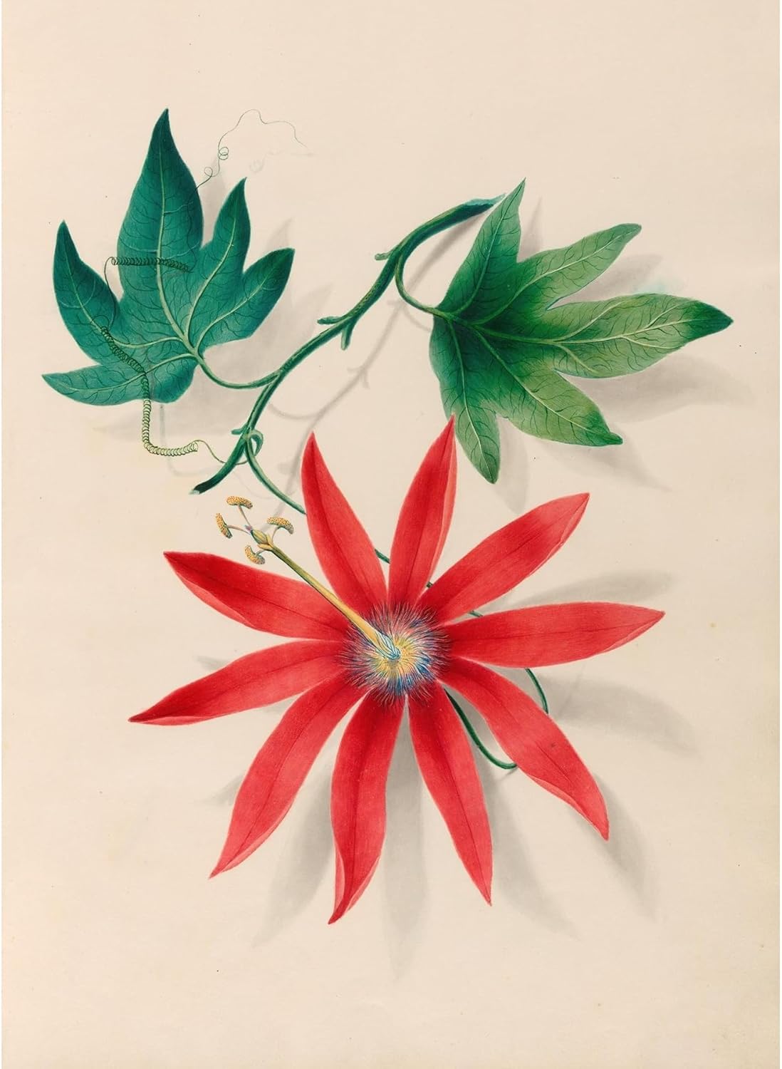 ArtDirect Drawings of tropical flowers and fruits, from South America Pl.16 (1830) Unframed Art Print Giclee Poster by Charles Empson - Ready for Framing with Customization Sizes 7x10, 10x14, 15x20, 24x33, 35x48 and 44x60 inches