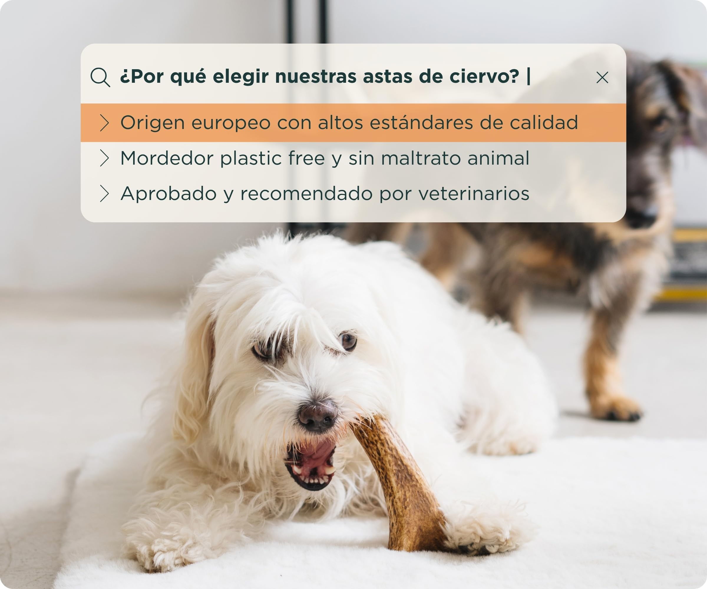 Wolf Belly - Asta de Ciervo para Perros 100% Natural (Talla XL) Mordedor Seguro y Duradero | Reduce Sarro y Placa | Rico en Calcio y Proteínas | Calma Estrés y Ansiedad | Sin Olor - Hecho en España