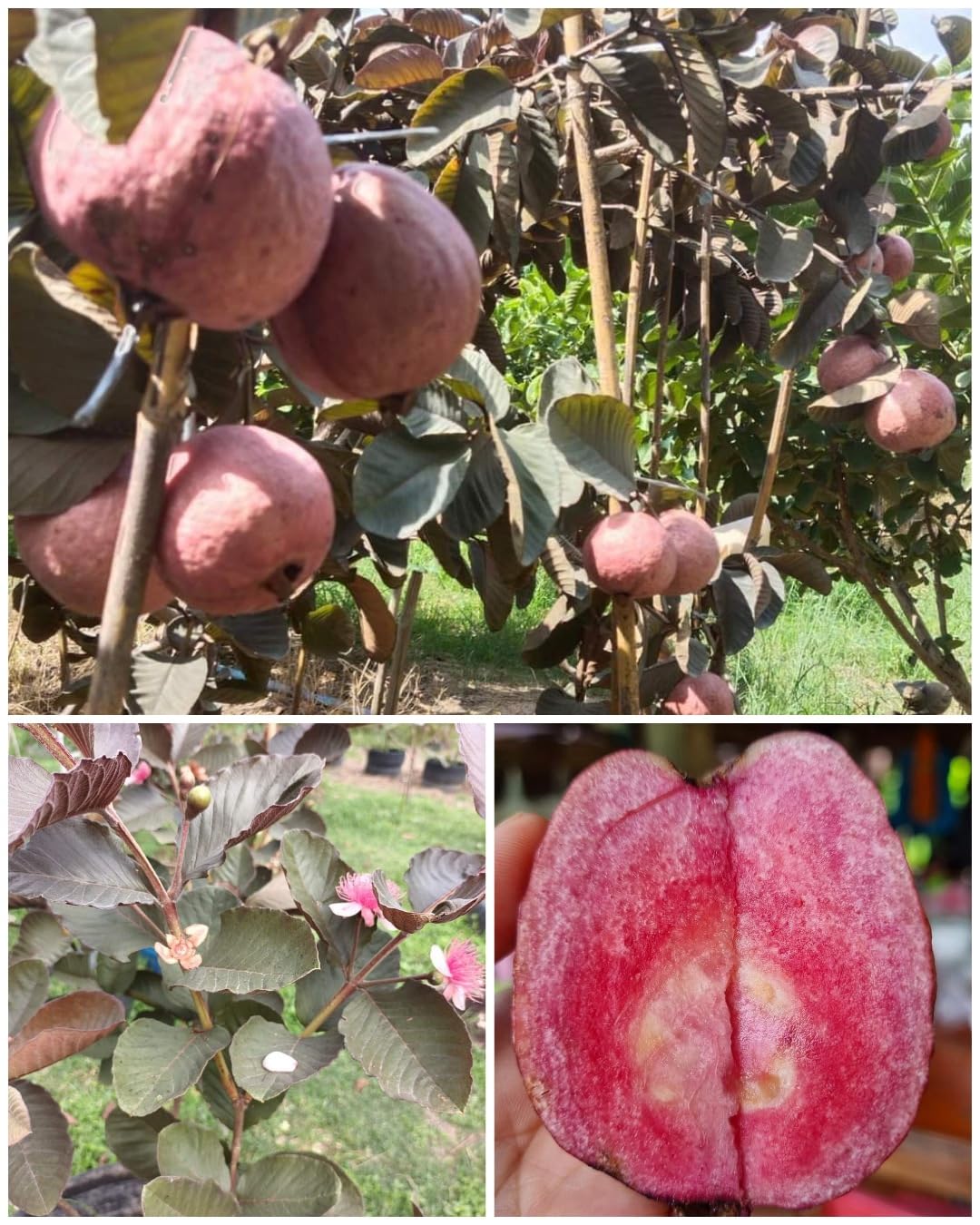 See full amazon price history chart for Rukonza Rare Thai Red Guava Plant - All Season Amrud Red Skin with Red Flesh Organic Fruit Tree (1 Healthy Live Plant, Plant Height 2 feet) Rukonza Rare Thai Red Guava Plant - All Season Amrud Red Skin with Red Flesh Organic Fruit Tree (1 Healthy Live Plant, Plant Height 2 feet) (B0CRLF5BYB) Amazon Price History, Amazon Price Tracker