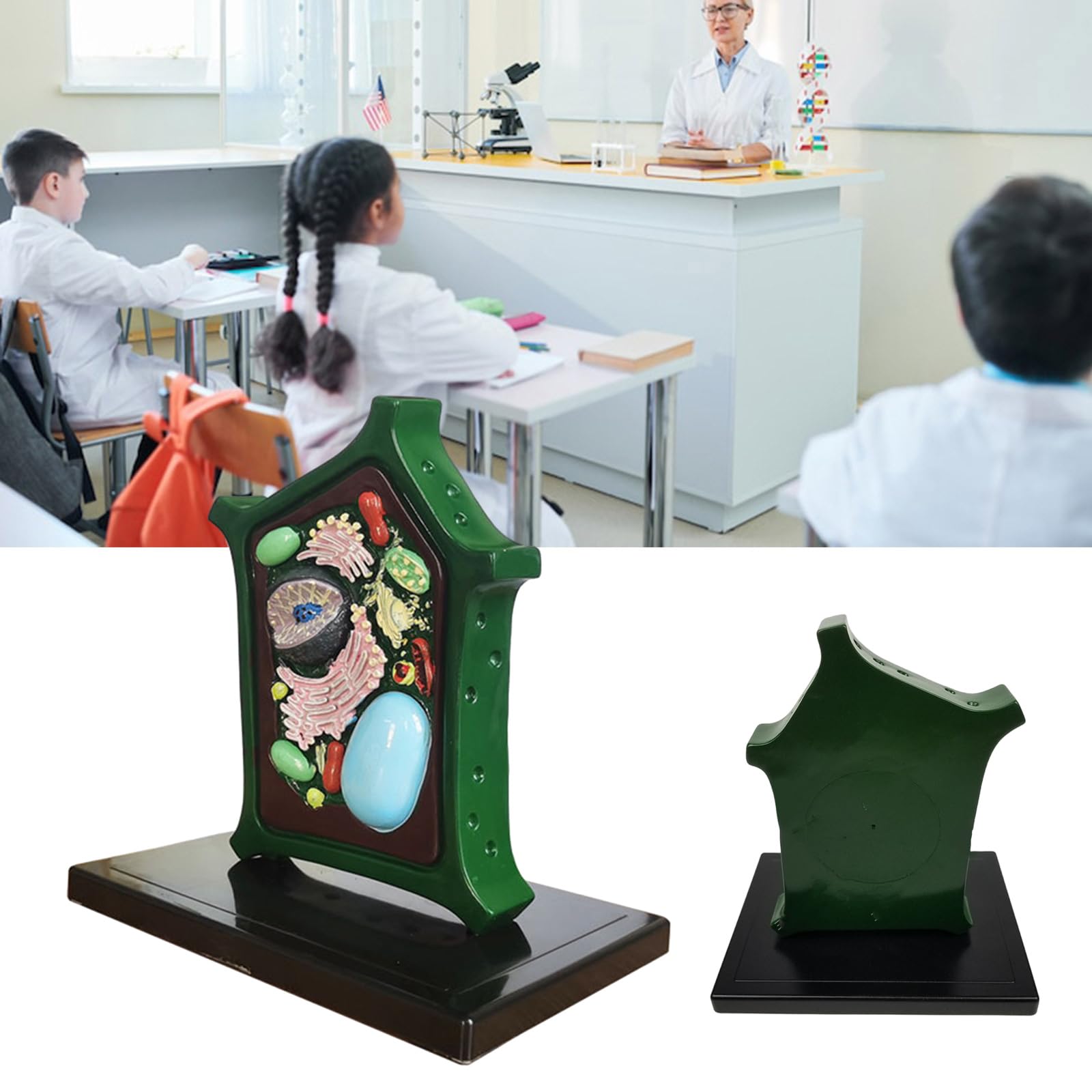 Modello di cellule vegetali Modello Anatomia vegetale Apprendimento Biologia Scienza Modello Biologia Strumento didattico per l'educazione scientifica