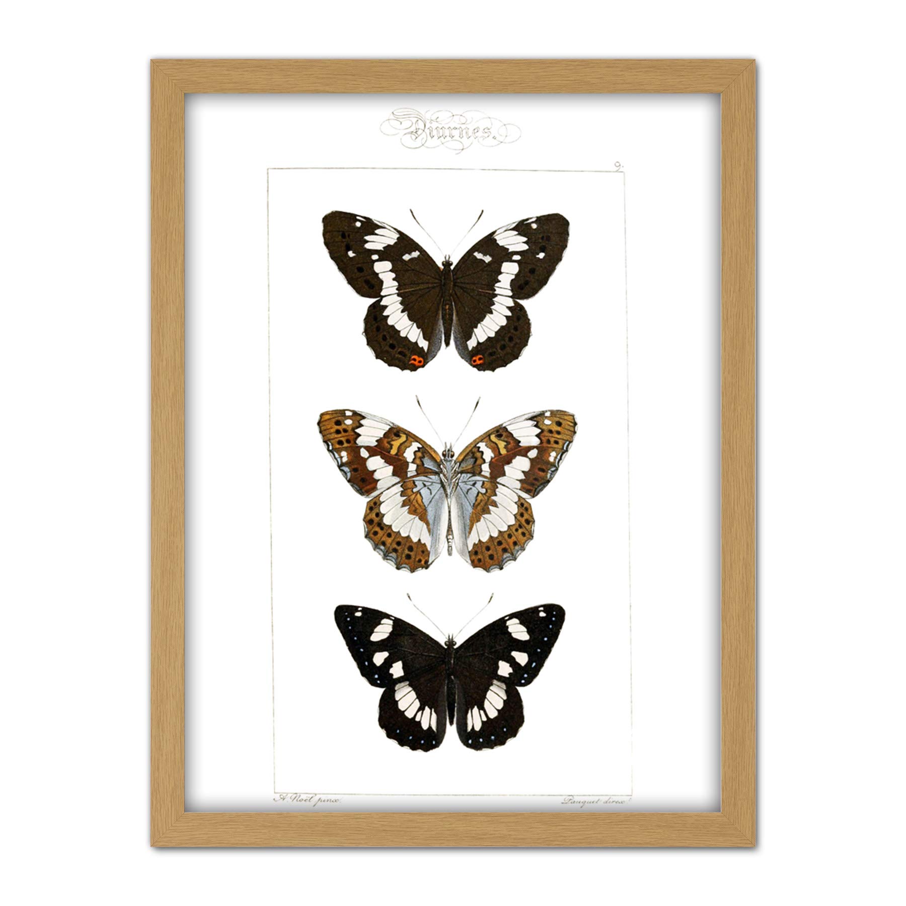 Wee Blue Coo Butterflies Black and Brown Artwork Framed Wall Art Print 18X24 Inch