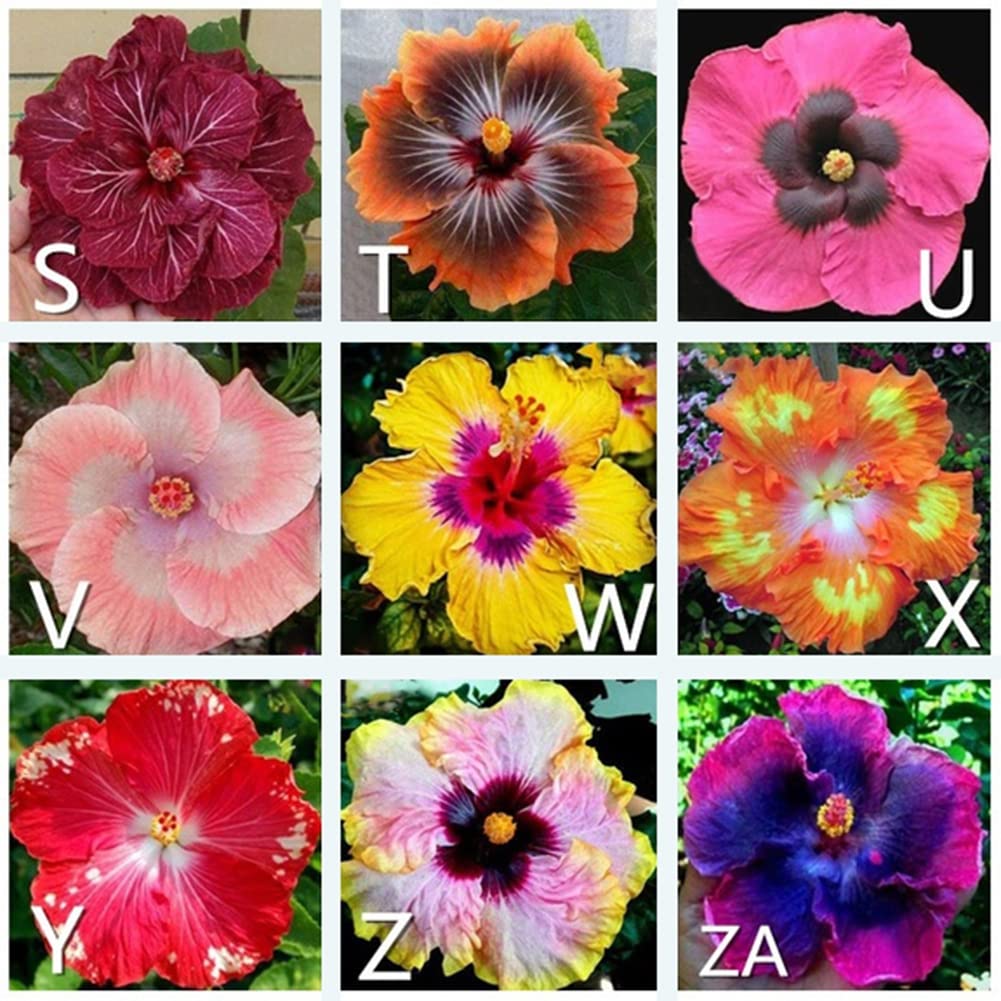 100 Semillas De Hibisco Para Balcón O Jardín - Fáciles De Cultivar, Decorativas Y Coloridas